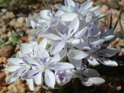 Lapeirousia pyramidalis subsp. pyramidalis blooming as if tomorrow never comes